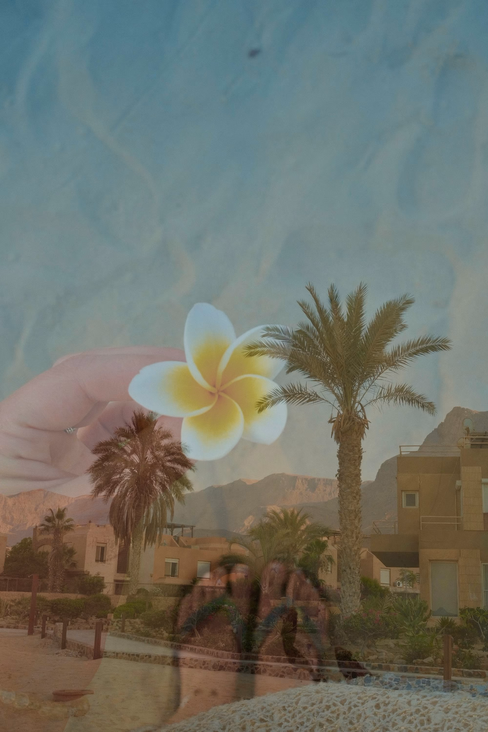 Hand hält weiße Plumeria-Blüte vor Wüstenlandschaft mit Palmen und Lehmgebäuden.