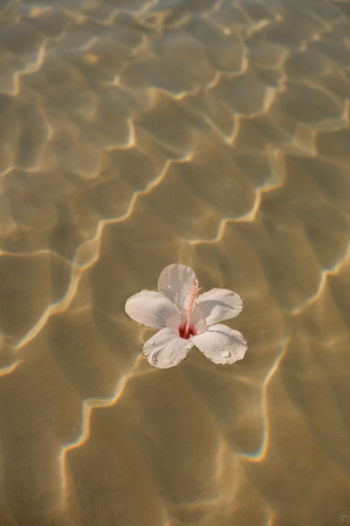 Weiße Blüte mit roten Staubgefäßen schwimmt auf strukturiertem, grünlichem Wasser mit Lichtverlauf.